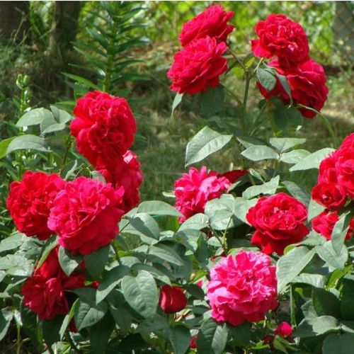 Tmavě červená - Stromkové růže s květy anglických růží - stromková růže s rovnými stonky v koruně